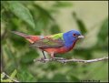 _0SB0895 painted bunting